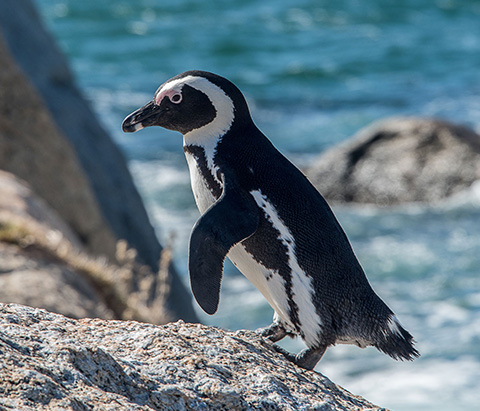 Cape Town Penguin