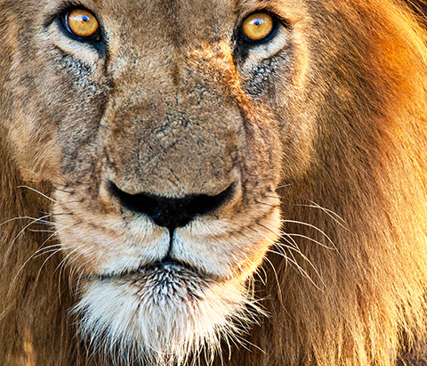 South Africa Lion